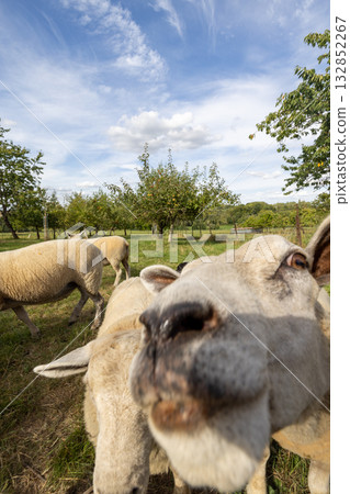 Woolly white sheep looks directly at camera with scenic Woolly white sheep looks directly at camera with scenic 132852267