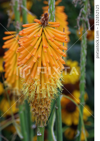 Red hot poker orange flower in close up Red hot poker orange flower in close up 132852525