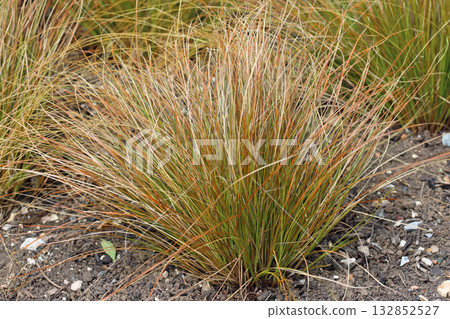 Orange New Zealand sedge plant in close up Orange New Zealand sedge plant in close up 132852527