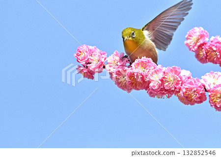 White-eye striking a pose after running for office - election image White-eye striking a pose after running for office - election image 132852546