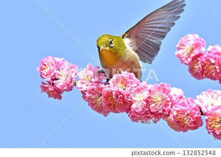 White-eye striking a pose after running for office - election image White-eye striking a pose after running for office - election image 132852548