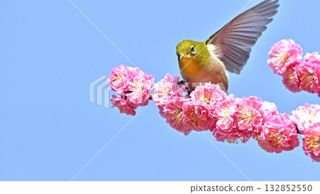 Image of a white-eye striking a pose after running for office Image of a white-eye striking a pose after running for office 132852550