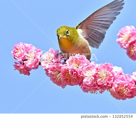White-eye striking a pose after running for office - election image White-eye striking a pose after running for office - election image 132852554