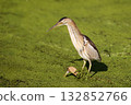 Female little bittern (Botaurus minutus) 132852766
