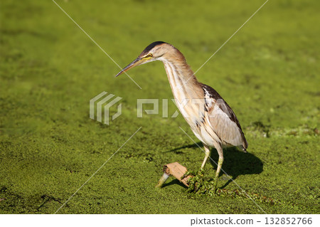 Female little bittern (Botaurus minutus) 132852766