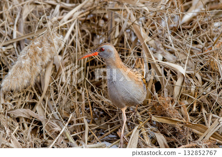 European water rail (Rallus aquaticus) European water rail (Rallus aquaticus) 132852767
