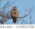 The common buzzard (Buteo buteo) 132852768