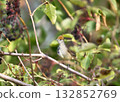 Eurasian blackcap (Sylvia atricapilla) 132852769