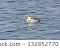 smew (Mergellus albellus) 132852770