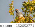 Eurasian tree sparrow (Passer montanus) 132852771