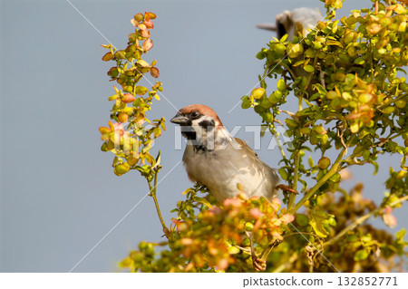 Eurasian tree sparrow (Passer montanus) Eurasian tree sparrow (Passer montanus) 132852771