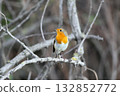 A solitary European robin (Erithacus rubecula) 132852772