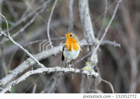 A solitary European robin (Erithacus rubecula) A solitary European robin (Erithacus rubecula) 132852772