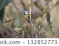 Variegated Eurasian blue tit (Cyanistes caeruleus) 132852773