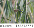 Portraits of the Eurasian wren (Troglodytes troglodytes) 132852774
