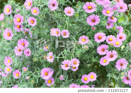 Blossom of bright Aster novi-belgii in autumn. Beautiful fall pink flowers of Symphyotrichum novi-belgii in the family Asteraceae. Blossom of bright Aster novi-belgii in autumn. Beautiful fall pink flowers of Symphyotrichum novi-belgii in the family Asteraceae. 132853227