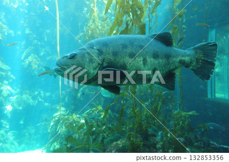 A conger eel swimming gracefully in an aquarium 132853356