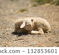 little goat sleeps 132853601