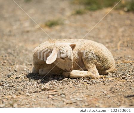 little goat sleeps 132853601