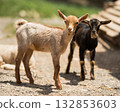Little goats in farm 132853603
