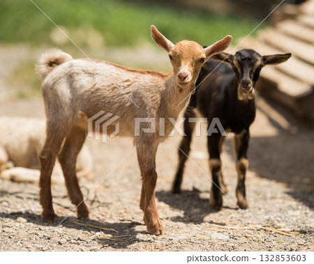 Little goats in farm Little goats in farm 132853603