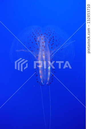 藍底上漂浮著櫛水母 132853710