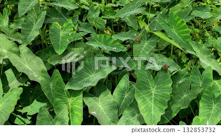 Garden with foliage of the tropical plant taioba, Xanthosoma sagittifolium. Garden with foliage of the tropical plant taioba, Xanthosoma sagittifolium. 132853732