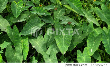 Garden with foliage of the tropical plant taioba, Xanthosoma sagittifolium. Garden with foliage of the tropical plant taioba, Xanthosoma sagittifolium. 132853733