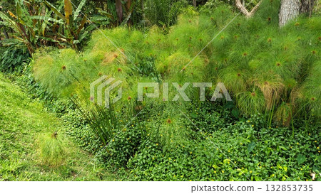 A lush garden of papyrus plants (Cyperus papyrus). A lush garden of papyrus plants (Cyperus papyrus). 132853735