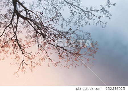 Elegant Tree Branches Against a Soft Gradient Sky Elegant Tree Branches Against a Soft Gradient Sky 132853925