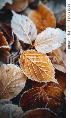 Frosted Autumn Leaves Close-Up of Golden Textures 132853954