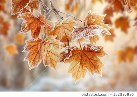Frosted Autumn Maple Leaves Seasonal Beauty Macro 132853956