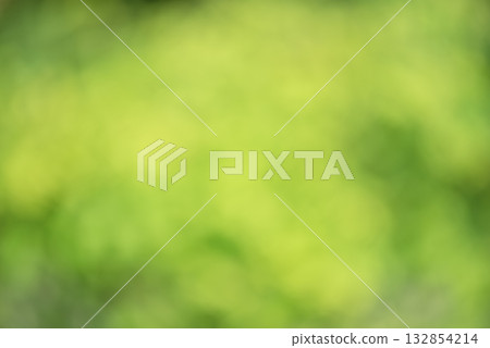 Natural blurred greenery, tree leaves defocused. Defocus lights of plants. 132854214
