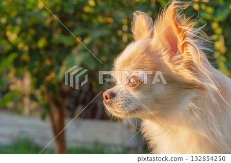 Profile of a white and red Chihuahua dog on a nature background. Profile of a white and red Chihuahua dog on a nature background. 132854250