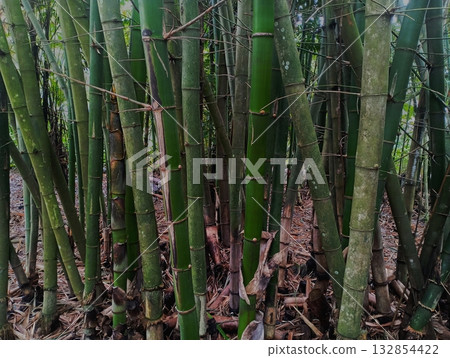 Dense Green Bamboo Forest Grove Background Texture 132854422