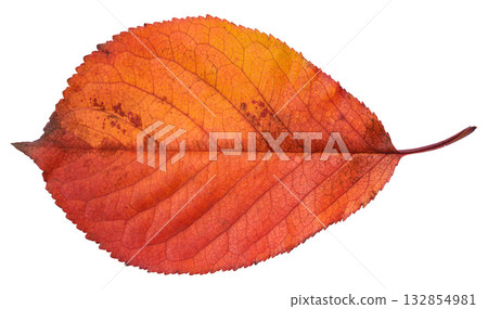 A rich orange-red autumn cherry leaf. Isolated background. A rich orange-red autumn cherry leaf. Isolated background. 132854981