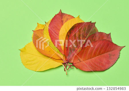 Red and yellow leaves on a green background, top view 132854983