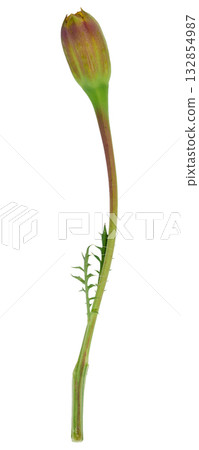 Unopened bud of Tagetes marigold on a tall stem, isolated background Unopened bud of Tagetes marigold on a tall stem, isolated background 132854987