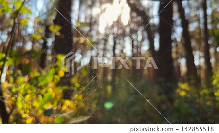 Spiderweb swaying in wind at forest with sunlight at background. Spider builds a cobweb at woodland. Beautiful nature scene on summer park at sunset. Concept of wildlife. Slow motion 132855518