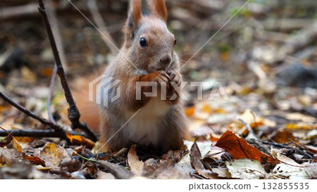 Wild fluffy squirrel gnawing nuts at forest. Cute brown rodent eating found walnuts at autumn park. Portrait to small sciurus chewing food outdoor. Concept of wildlife Wild fluffy squirrel gnawing nuts at forest. Cute brown rodent eating found walnuts at autumn park. Portrait to small sciurus chewing food outdoor. Concept of wildlife 132855535