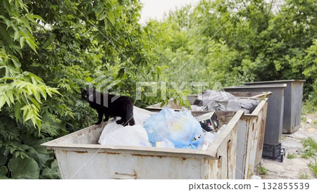 Black homeless cat standing in a dumpster at countryside. Stray kitten looking into camera from trash bin. Problem of protecting animals concept. Close up 132855539
