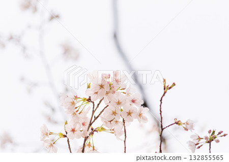 Cherry Blossoms Yoshino cherry tree Cherry Blossoms Yoshino cherry tree 132855565