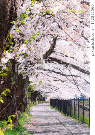 Walk the cherry tunnel Walk the cherry tunnel 132855566