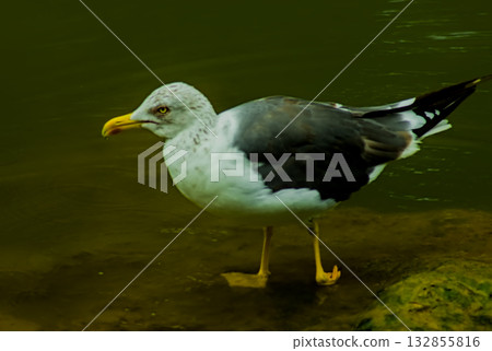 seagull in the lake 132855816