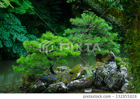 金澤兼六園：一座日式庭園，園內有鬆樹、長滿青苔的岩石，以及漂浮在池塘中的島嶼。 132855828