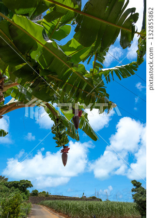 Miyako Island Island Bananas Miyako Island Island Bananas 132855862