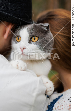 Cute gray and white cat cuddling between couple, cozy outdoor pet family moment Cute gray and white cat cuddling between couple, cozy outdoor pet family moment 132855880