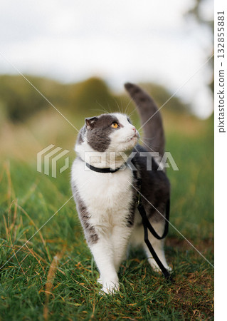 Scottish Fold cat on leash walking in green grass, curious outdoor pet portrait 132855881
