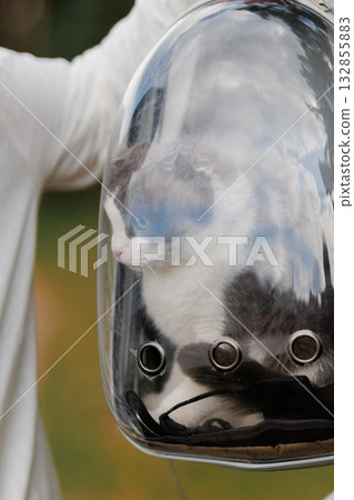 Cute cat in transparent pet backpack carrier outdoors travel and safety concept 132855883