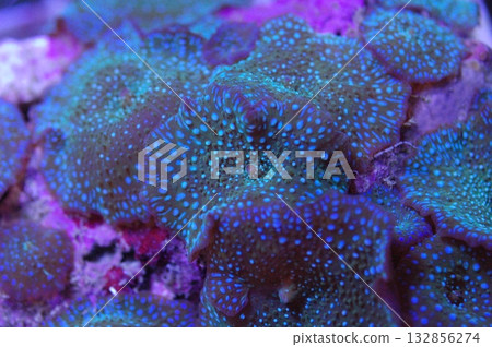 Neon Green Spot Mushroom - Actinodiscus spp. 132856274